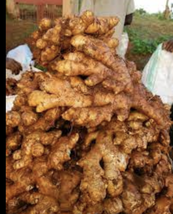 🌿 Fresh Himalayan Ginger – Naturally Grown, Powerfully Pure